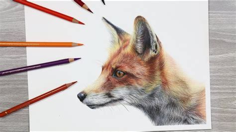 HOW TO DRAW a FOX with Colored Pencils - YouTube | Fox drawing ...