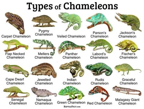 Types of chameleon | Types of chameleons, Chameleon pet, Chameleon