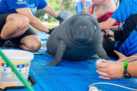 Manatee Rescue & Rehabilitation Partnership - Clearwater Marine Aquarium