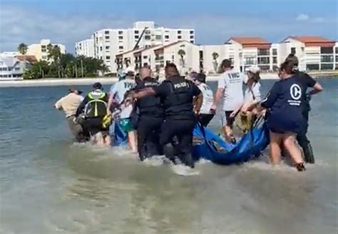 Stranded Manatee Returned to Water With Help From Clearwater Police