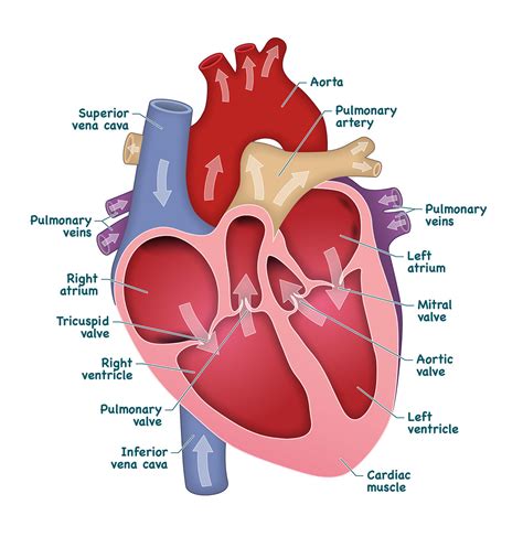 Labeled Heart