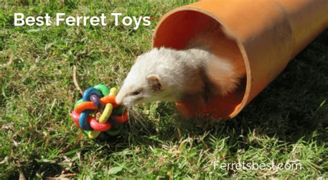 Ferret Toys and Accessories | Ferrets Best