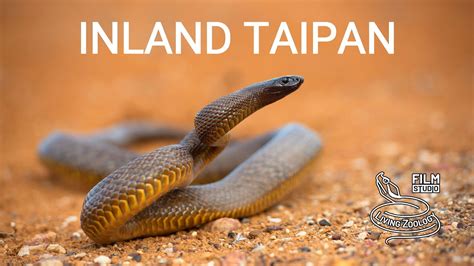 Inland taipan (Fierce snake) - the most venomous snake in the world ...