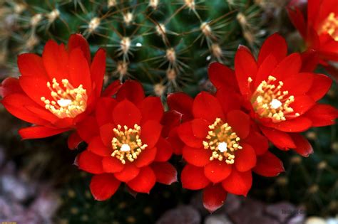 Red cactus flowers|Pictures of flowers