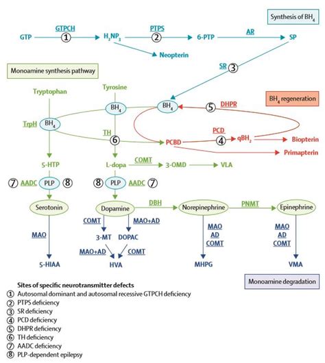 Epiphany: Secondary Monoamine Neurotransmitter Disorders in Autism ...