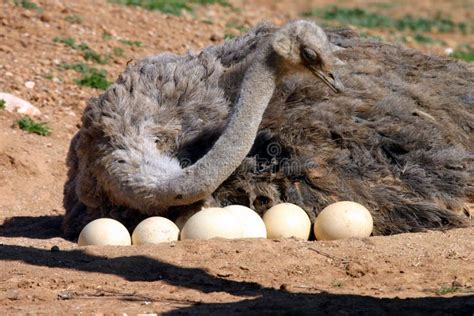 1,829 Ostrich Eggs Stock Photos - Free & Royalty-Free Stock Photos from ...