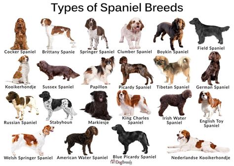 Types of Small & Large Spaniel Breeds With Pictures in 2023 | Cocker ...