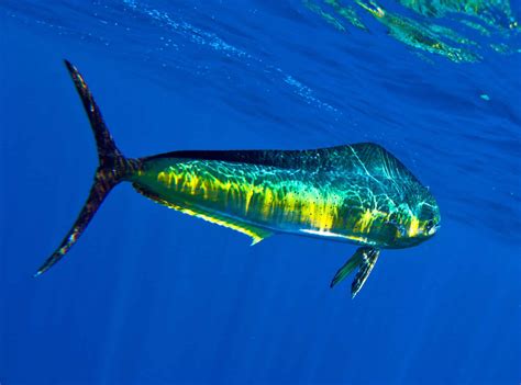 Mahi-mahi (Dorado, Dolphin) Fishing