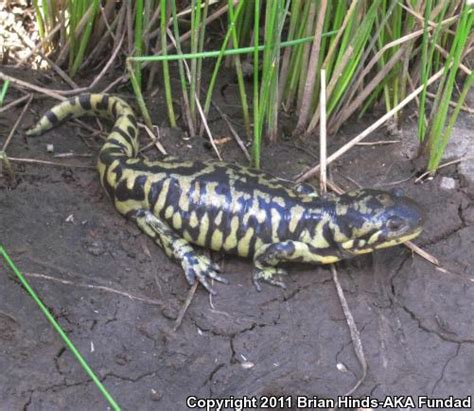 Arizona Tiger Salamander (Ambystoma mavortium nebulosum)