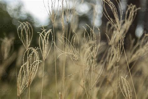 Image of Group of rhodes grass seed heads - Austockphoto