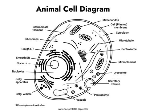 Animal Cell Diagram – Free-printable-paper.com