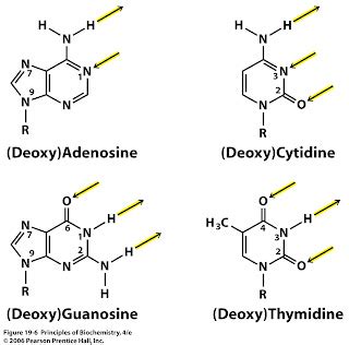 Sandwalk: Tautomers of Adenine, Cytosine, Guanine, and Thymine