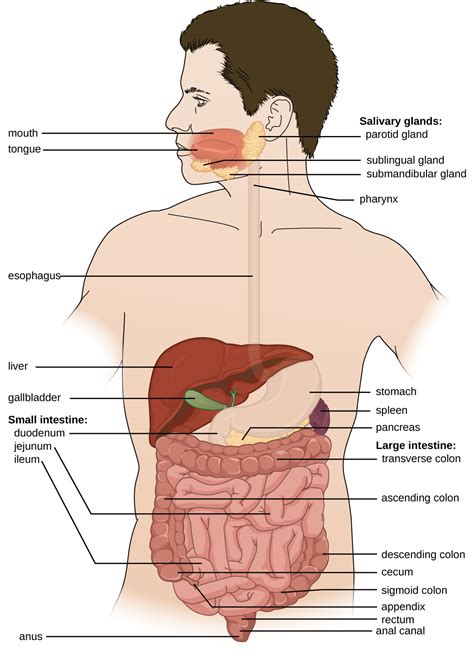 Anatomy and Normal Microbiota of the Digestive System | Microbiology