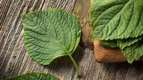 Shiso and perilla: Everything you need to know