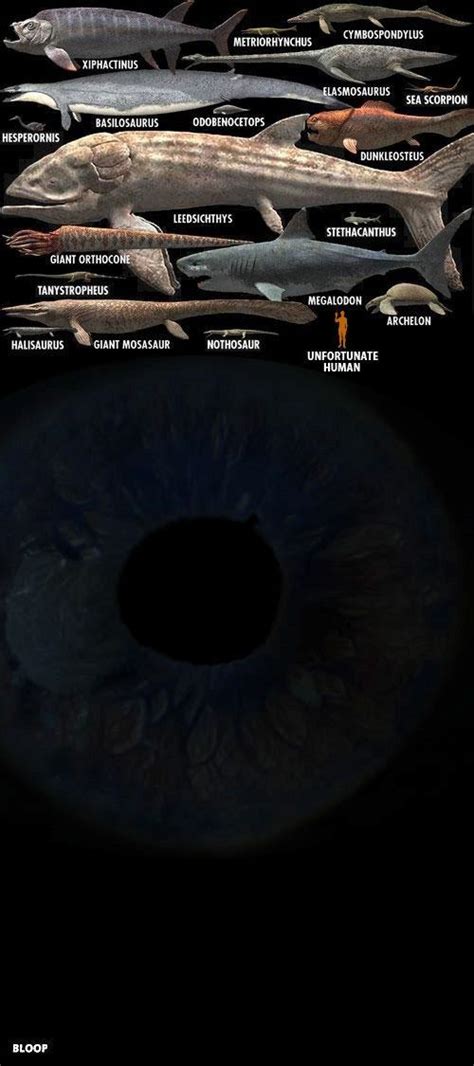 The Bloop size comparison : r/thalassophobia