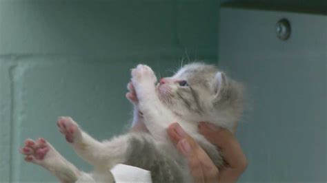 Sacramento animal shelter receives 60 kittens in one day