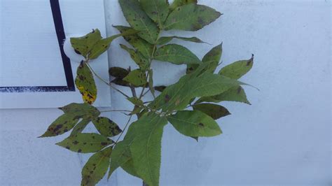 Anyone know what's with the leaves on this baby pecan tree? : r/sfwtrees