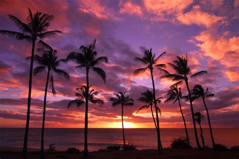 Download Horizon Ocean Nature Purple Sky Palm Tree Sunset HD Wallpaper