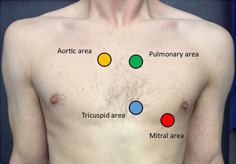 Cardiovascular exam - OSCE