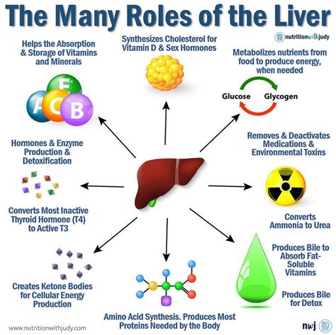 Microblog: The Many Roles of the Liver - Nutrition With Judy