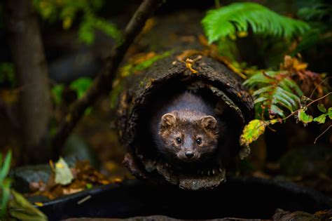 Animals at Northwest Trek: free-roaming, bears, cats, canines and more.