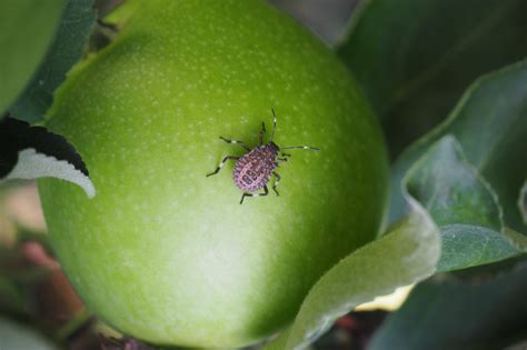 Verbreitung der Marmorierten Baumwanze und ihre Parasitierung ...