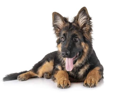 German shepherd puppy checklist: Chew toys, bed, crate, collar and leash