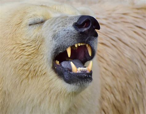 Polar Bear Teeth: Everything You Need To Know - A-Z Animals