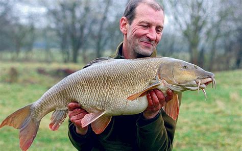 Britain's biggest barbel fish, the Big Lady, killed by otter | River ...