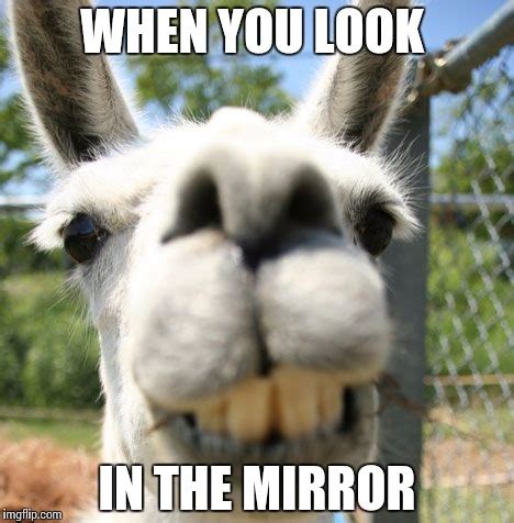 21 Funny Llama Memes If You Don't Need No Drama