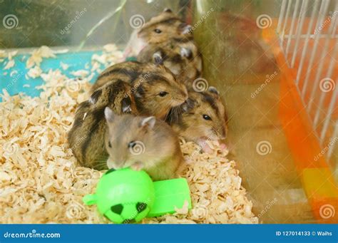 Hamsters are Playing. they are Funny and Cute Stock Image - Image of ...