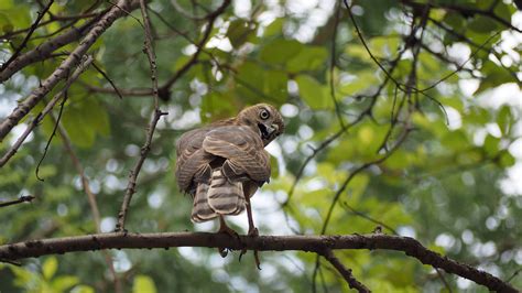 Okhla Bird Sanctuary - History, Location, Details, Ticket Price ...