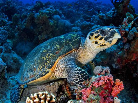 Hawksbill Sea Turtle Facts and Pictures | Reptile Fact