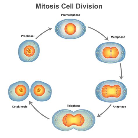 Mitosis vs Meiosis: What Are the Main Differences?