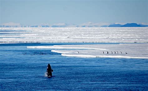 What Do Penguins Eat? Discover the Penguin Diet (with Photos ...