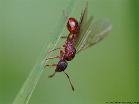 Do Flying Ants Bite? (UK) | Merlin Environmental