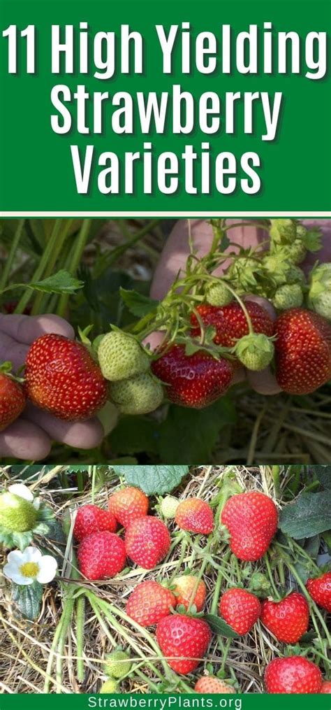 Consider planting these high-yielding strawberry varieties this year ...