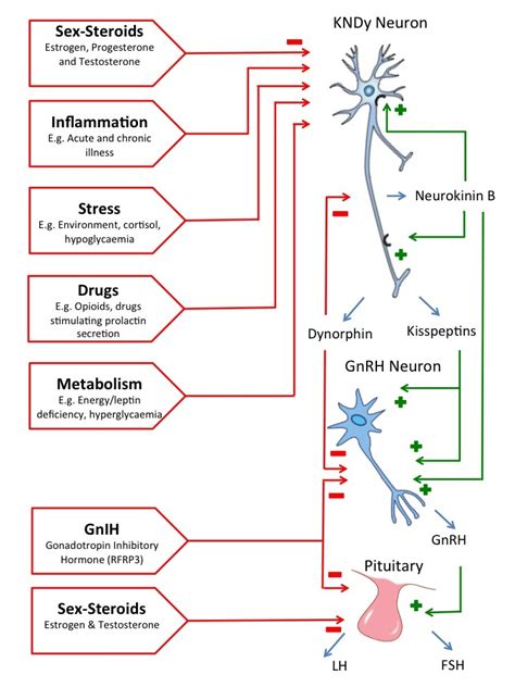 Match the Reproductive Hormone With the Correct Characteristic: Gnrh.