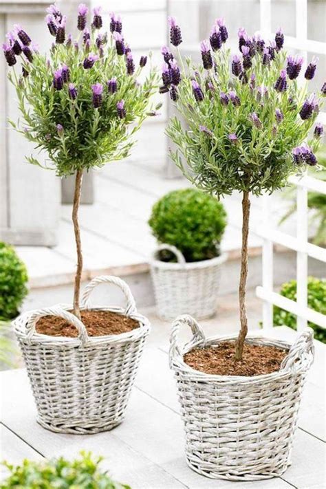 Planting lavender in pots – Little Piece Of Me | Indoor lavender plant ...