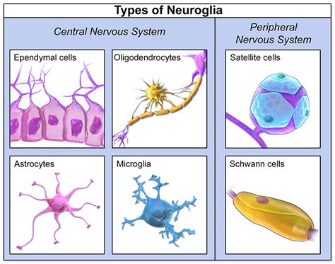 Types of glia - Queensland Brain Institute - University of Queensland