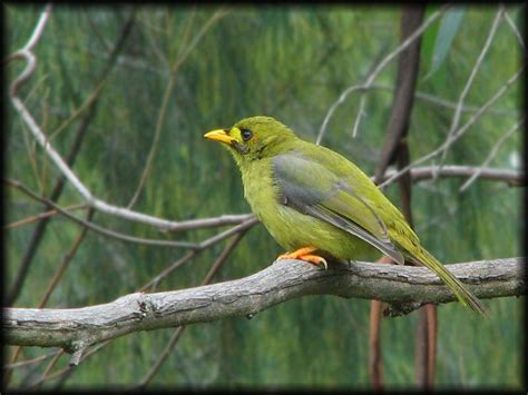 TrekNature | bellbird Photo | Australian birds, Birds, Australia