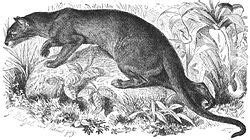 Giant fossa – Cryptoprocta spelea - Ground Mammals