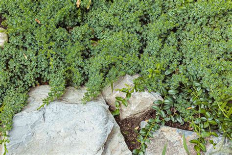 11 Sedum (Stonecrop) Varieties to Plant as Ground Cover