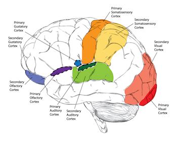 Sensory Cortex: Definition & Function - Video & Lesson Transcript ...