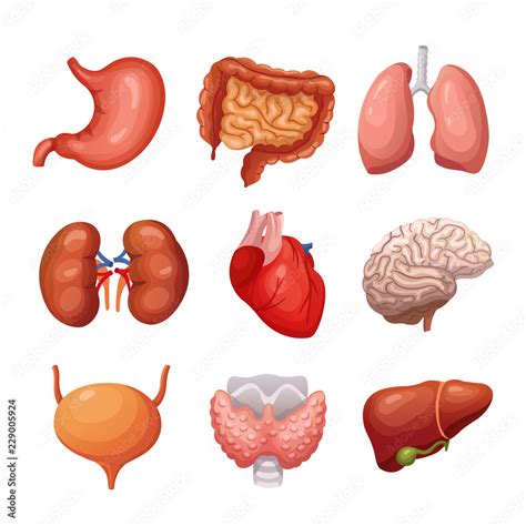 Human internal organs. Stomach and lungs, kidneys and heart, brain and ...