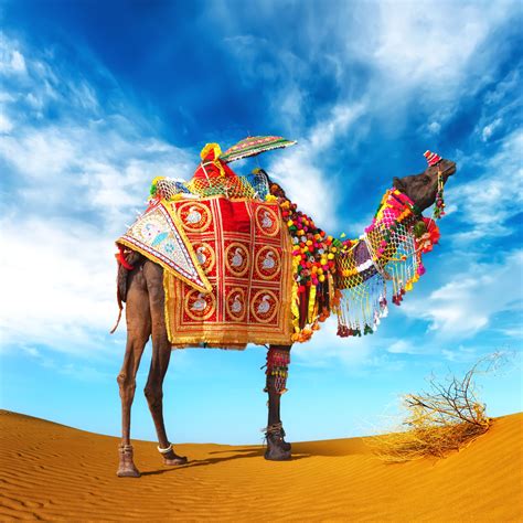 indian camel decorated | Camel, Patterns in nature, India photography