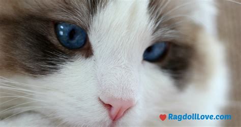 Ragdoll Cat Facts - 12 Things You Probably Didn't Know About Ragdolls