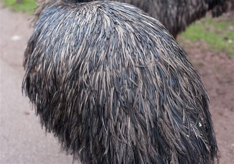 Free Stock Photo 6344 Detail of the plumage of an emu | freeimageslive