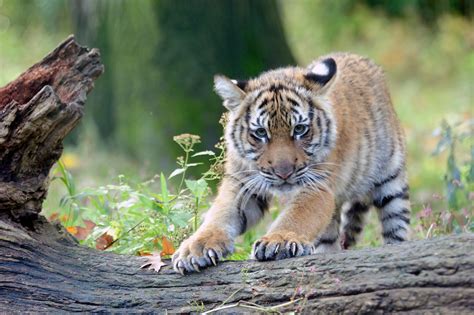 The Time To Save Tigers Is Today | HuffPost