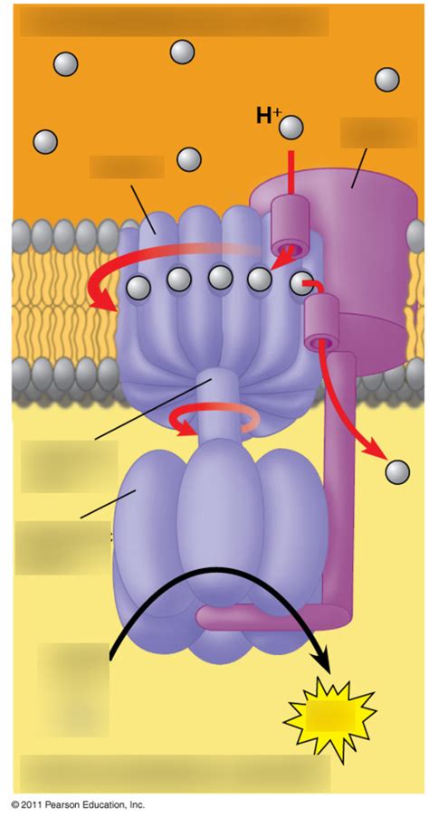 ATP Synthase Diagram | Quizlet